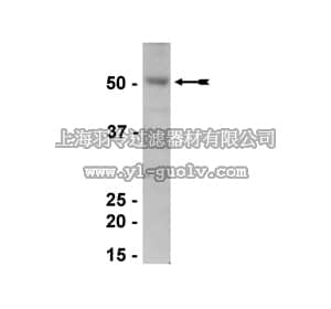 merck millipore,默克密理博,07-662,Anti-Estrogen-related Receptor α Antibody