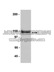 merck millipore,默克密理博,07-667,Anti-APP Antibody