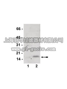 merck millipore,默克密理博,07-673,Anti-dimethyl-Histone H2B (Lys5) Antibody