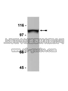 merck millipore,默克密理博,07-674,Anti-Na+K+ ATPase α-2 Antibody