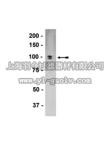merck millipore,默克密理博,07-675,Anti-PIKE-L/S Antibody