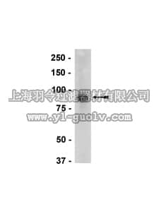 merck millipore,默克密理博,07-678,Anti-LINGO-1 Antibody