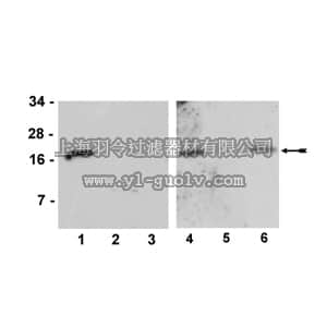 merck millipore,默克密理博,07-679,Anti-phospho-Histone H3.3 (Ser31) Antibody
