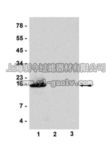 merck millipore,默克密理博,07-680,Anti-Histone H2B Antibody, testis variant