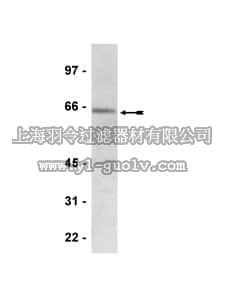 merck millipore,默克密理博,07-681,Anti-phospho-AMPK α (Thr172) Antibody