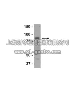 merck millipore,默克密理博,07-685,Anti-Lactotransferrin Antibody