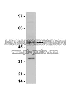 merck millipore,默克密理博,07-687,Anti-Cyclin E Antibody