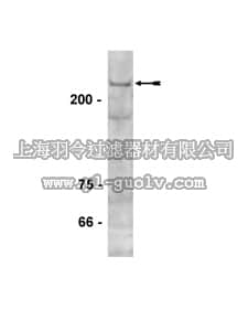 merck millipore,默克密理博,07-688,Anti-DNMT1 Antibody