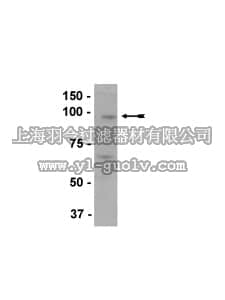merck millipore,默克密理博,07-689,Anti-EZH2 Antibody