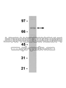 merck millipore,默克密理博,07-691,Anti-MEKK3 Antibody