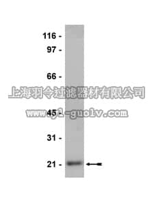 merck millipore,默克密理博,07-692,Anti-Sar1 Antibody