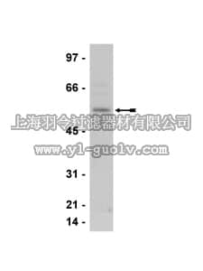 merck millipore,默克密理博,07-694,Anti-LKB1 Antibody