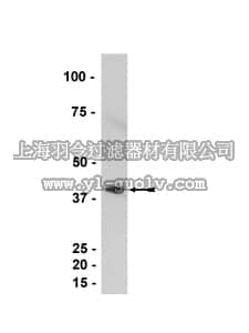 merck millipore,默克密理博,07-696,Anti-PDX1 Antibody