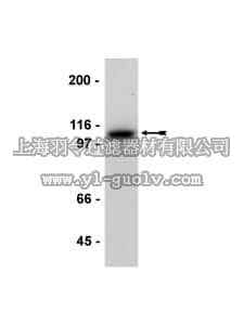 merck millipore,默克密理博,07-697,Anti-E-Cadherin Antibody