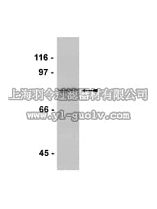 merck millipore,默克密理博,07-699,Anti-MARK4 Antibody