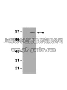 merck millipore,默克密理博,07-703,Anti-phospho-STAT3 (Ser727) Antibody