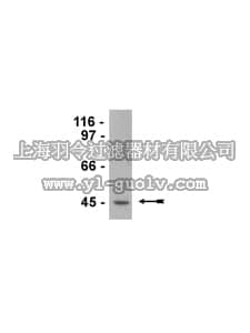 merck millipore,默克密理博,07-704,Anti-EC-SOD Antibody