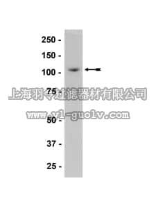 merck millipore,默克密理博,07-705,Anti-LSD1/BHC110 Antibody
