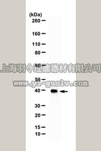 merck millipore,默克密理博,07-706,Anti-WDR5 Antibody