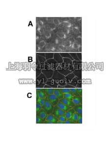 merck millipore,默克密理博,07-708,Anti-Pals1 Antibody