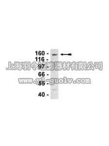 merck millipore,默克密理博,07-709,Anti-SMC4/hCAP-C Antibody