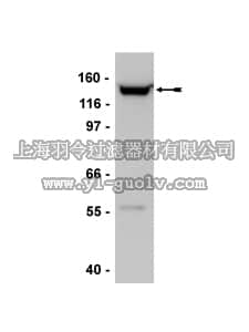 merck millipore,默克密理博,07-710,Anti-SMC2/hCAP-E Antibody