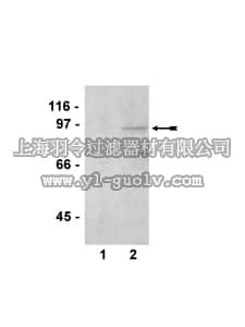 merck millipore,默克密理博,07-714,Anti-phospho-STAT1 (Ser727) Antibody