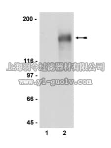 merck millipore,默克密理博,07-715,Anti-phospho-EGFR (Tyr1069) Antibody