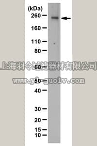merck millipore,默克密理博,07-716-I,Anti-KDR/Flk-1/VEGFR2 Antibody