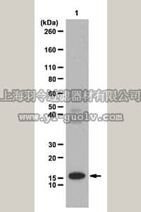merck millipore,默克密理博,07-718,Anti-Histone H2A.Z Antibody