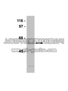merck millipore,默克密理博,07-723,Anti-Apobec3 Antibody, NT