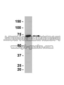 merck millipore,默克密理博,07-728,Anti-HRI Antibody merck millipore,默克密理博,07-728,Anti-HRI Antibody