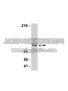 merck millipore,默克密理博,07-729,Anti-CTCF Antibody