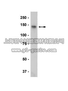merck millipore,默克密理博,07-732,Anti-HDAC6 Antibody, CT
