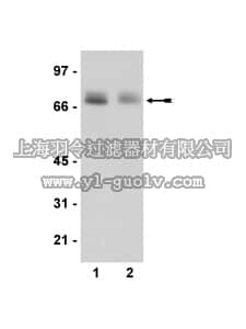 merck millipore,默克密理博,07-733,Anti-phospho-Paxillin (Tyr118) Antibody