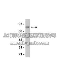 merck millipore,默克密理博,07-735,Anti-CENP-B Antibody