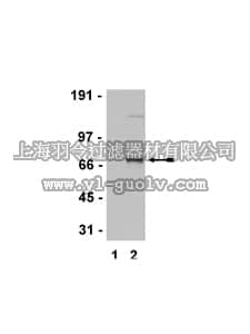 merck millipore,默克密理博,07-739,Anti-phospho-ZAP-70 (Tyr319) Antibody