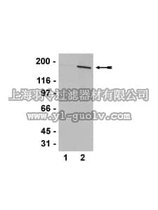 merck millipore,默克密理博,07-741,Anti-AS160 (Rab-GAP) Antibody