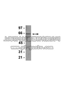 merck millipore,默克密理博,07-743,Anti-CaM Kinase II Antibody, γ subunit