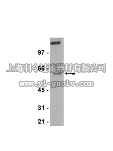 merck millipore,默克密理博,07-753,Anti-RIAP-3 (XIAP) Antibody