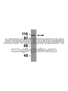 merck millipore,默克密理博,07-757,Anti-ACK1 Antibody