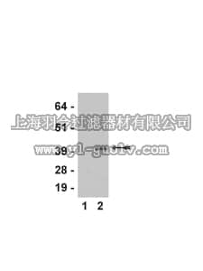 merck millipore,默克密理博,07-760,Anti-phospho-eIF-2α (Ser51) Antibody