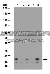 merck millipore,默克密理博,07-771,Anti-acetyl-Histone H2A.Z (Lys10) Antibody,07-771