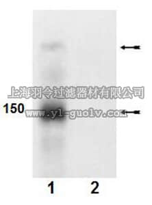 merck millipore,默克密理博,07-787,Anti-phospho-Abl (Tyr245) Antibody