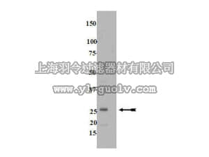 merck millipore,默克密理博,07-794,Anti-Rab13 Antibody