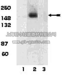 merck millipore,默克密理博,07-803,Anti-phospho-c-Kit (Tyr703) Antibody