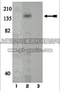 merck millipore,默克密理博,07-804,Anti-phospho-c-Kit (Tyr721) Antibody