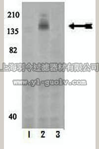 merck millipore,默克密理博,07-806,Anti-phospho-c-Kit (Tyr568/Tyr570) Antibody