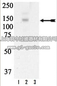merck millipore,默克密理博,07-807,Anti-phospho-Met (Tyr1003) Antibody