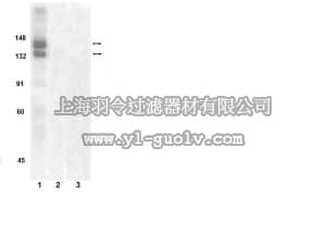 merck millipore,默克密理博,07-808,Anti-phospho-Met (Tyr1349) Antibody